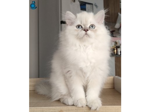 British Longhair Kedilerim 