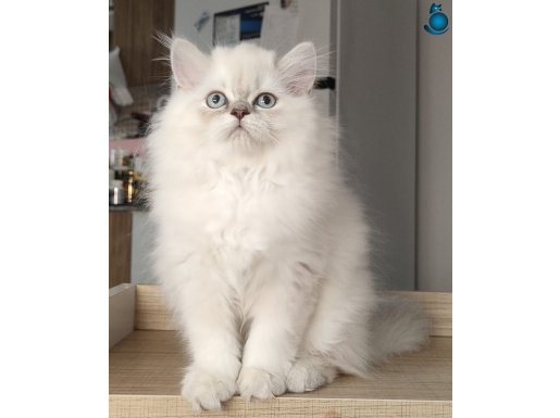 British Longhair Kedilerim 