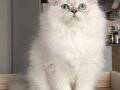 British Longhair Kedilerim 