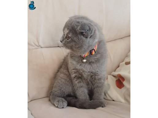 TOMBİŞ BEBEK