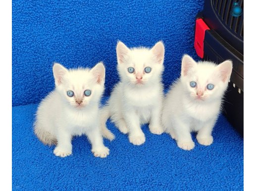 Beyaz British Shorthair mavi boncuklar