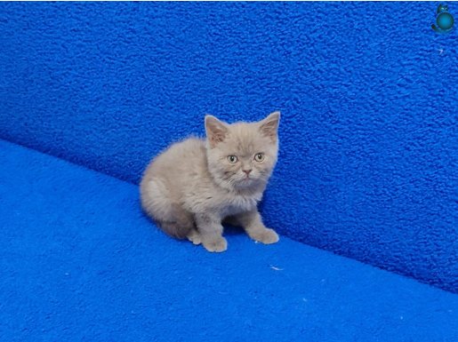 YENİ YUVASINA GİTMEYE HAZIR LİLAK BRİTİSH PONÇİK