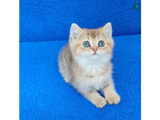 GOLDEN BRİTİSH MÜKEMMEL YAVRUMUZ YENİ YUVASINI ARIYOR