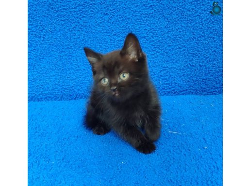 ARAMAKLA BULAMAYACAGINIZ SİYAH BİR BRİTİSH PONÇİK