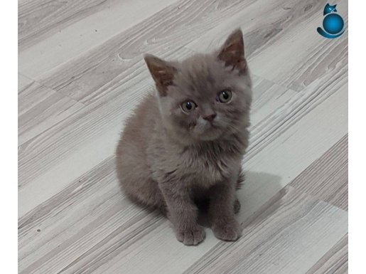 LİLAK BRİTİSH PONÇİK TESLİME HAZIRDIR