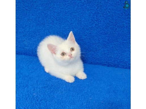 YENİ YUVASINA GİTMEYE HAZIR BRİTİSH PONÇİK