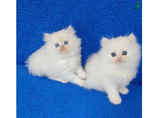 ORJİNAL BRİTİSH LONGHAİR SİLVER BEBEKLER TESLİME HAZIRDIR