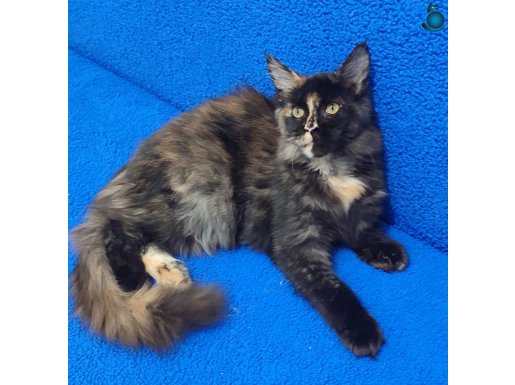 A KALİTE MÜKEMMEL BİR MAİNCOON DİŞİ