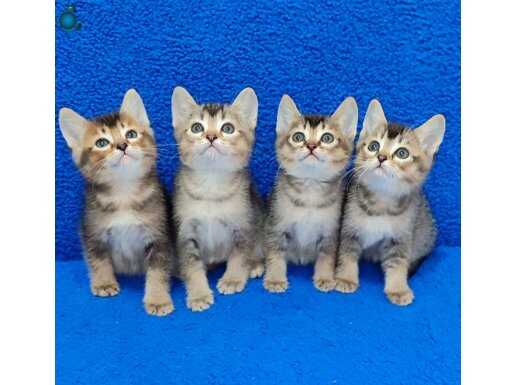 BLACK GOLDEN YAVRULAR TESLİME HAZIRDIR 