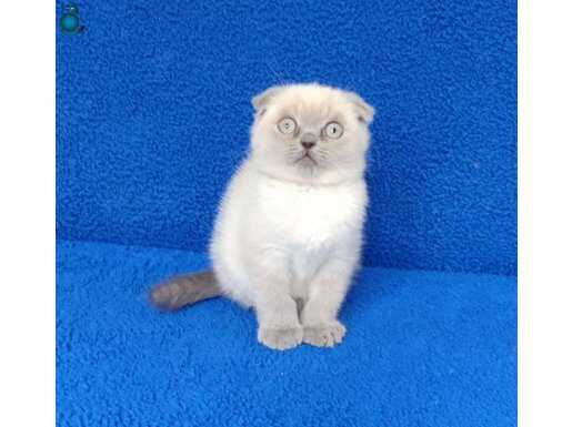 TESLİME HAZIR KOCA KAFA MÜKEMMEL BİR GÜZELLİK SCOTTİSH FOLD