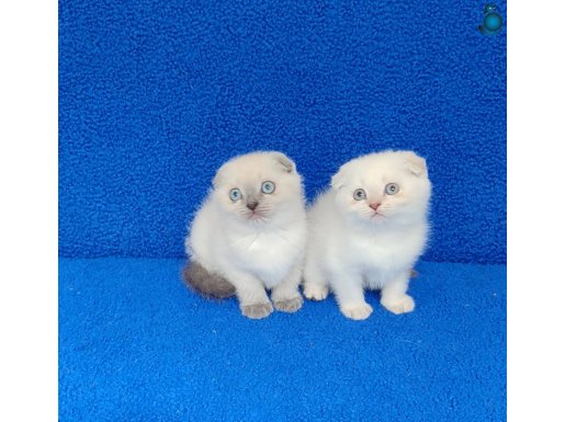 BULUPOİNT SCOTTİSH FOLD PONÇİKLER