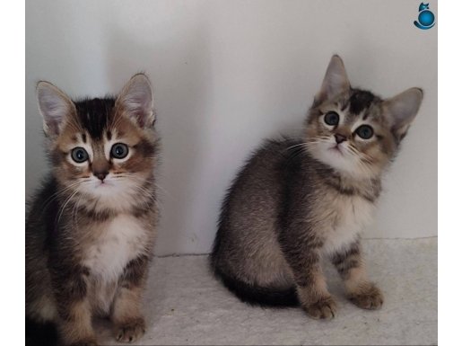 MÜKEMMEL GÜZELLİKTE BLACK GOLDEN YAVRULAR