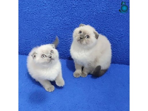 MÜKEMMEL TOP KAFA SCOTTİSH FOLD YAVRULAR