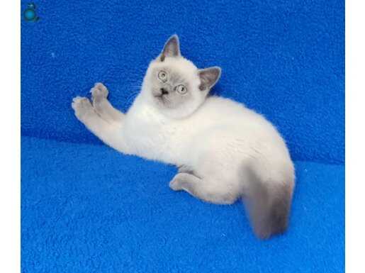 BULUPOİNT BRİTİŞH ŞORTHAİR MÜKEMMEL PONÇİK TESLİME HAZIR