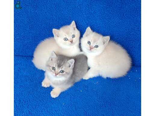 MÜKEMMEL TESLİME HAZIR BRİTİSH ŞORTHAİR YAVRULAR