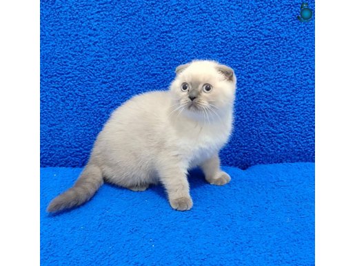 SCOTTİSH FOLD KOCA KAFA AYI SURAT