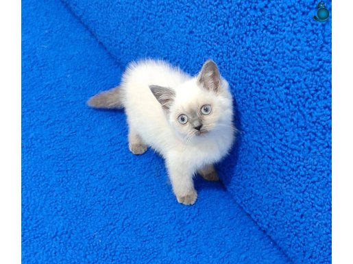 BULUPOİNT YAVRUMUZ YENİ YUVASINI ARIYOR