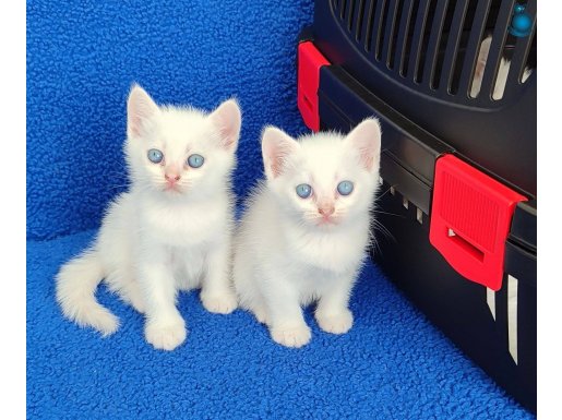 Mükemmel British Shorthair mavi boncuklar