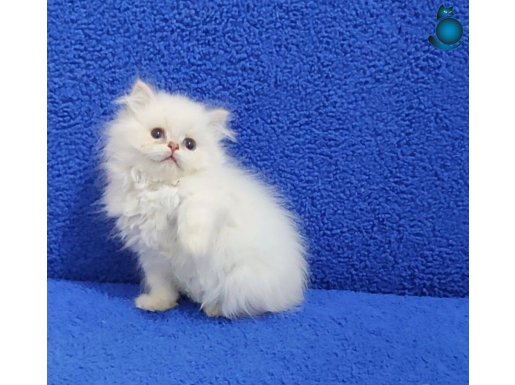 ORJİNAL BRİTİSH LONGHAİR PONCİK TESLİME HAZIRDIR