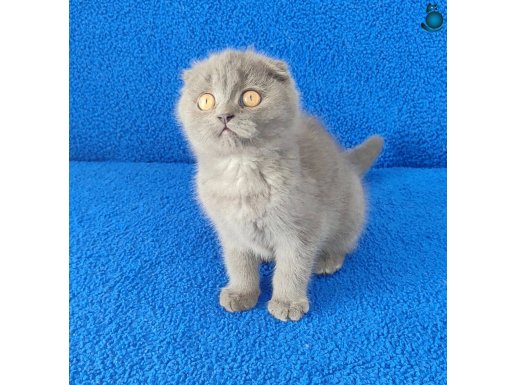 MÜKEMMEL BİR SCITTİSH FOLD DİŞİ