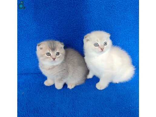 SCOTTİSH FOLD YAVRULAR YENİ YUVALARINI ARIYOR