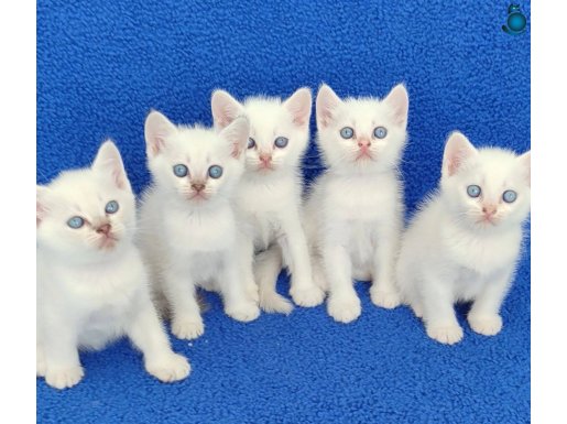 BEYAZ BRİTİSH ŞORTHAİR MAVİ BONCUKLAR