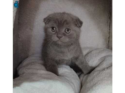 Mükemmel bir Scottish Fold lilac teslimi hazır ponçik