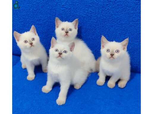 Evinize Neşe Katacak British Shorthair Blue Point Yavrular