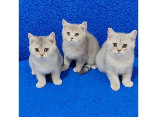 TESLİME HAZIR MÜKEMMEL GÜZELLİKLER 