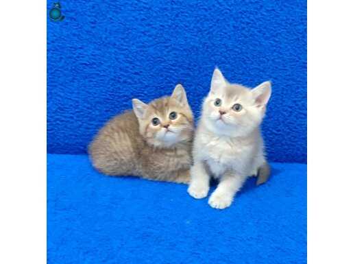 GOLDEN YAVRULARIMIZ YENİ YUVALARINI ARIYOR