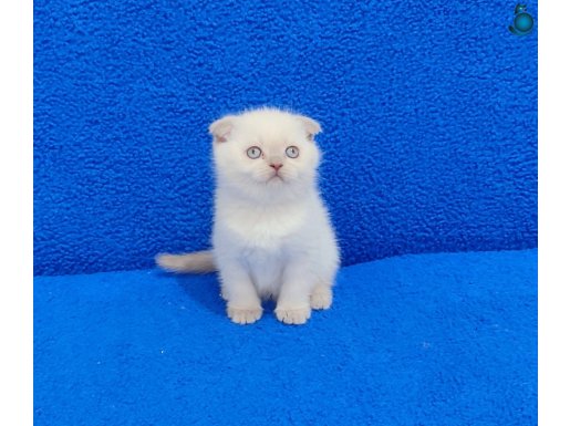 MÜKEMMEL GÜZELLİKTE SCOTTİSH FOLD TESLİME HAZIR BİR BONCUK