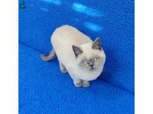 TESLİME HAZIR MÜKEMMEL BİRİTİSH PONÇİK