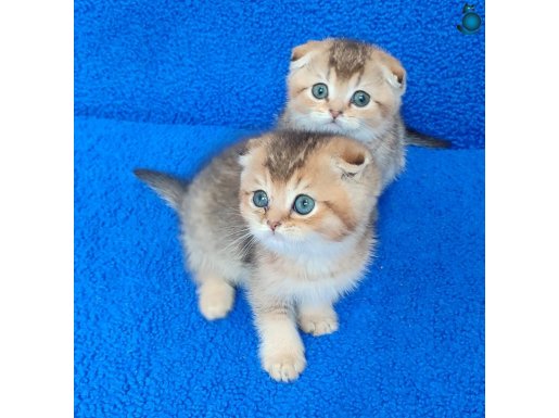 GOLDEN SCOTTİSH FOLD PONÇİKLER YENİ YUVASINI ARIYOR