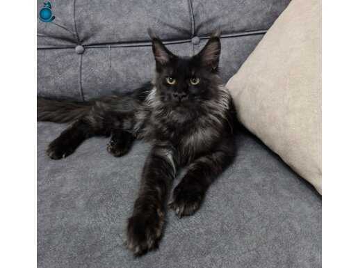 A KALİTE MAİNCOON YAVRUMUZ TESLİME HAZIRDIR