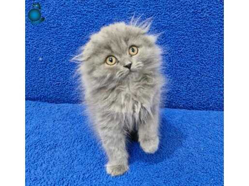 LONGHAİR SCOTTİSH FOLD BEBEK GİBİ BİR GÜZELLİK BUYRUN