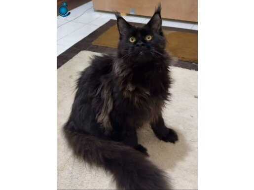 MÜKEMMEL BİR A KALİTE MAİNCON ERKEK 