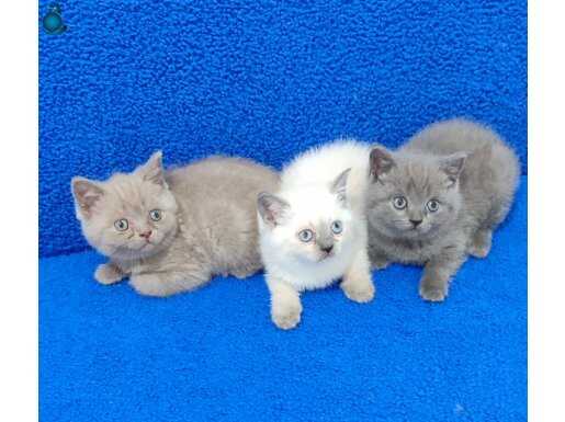 Masmavi Gözlü Blue Lilac ve Blue Point Yavrular Teslime Hazır