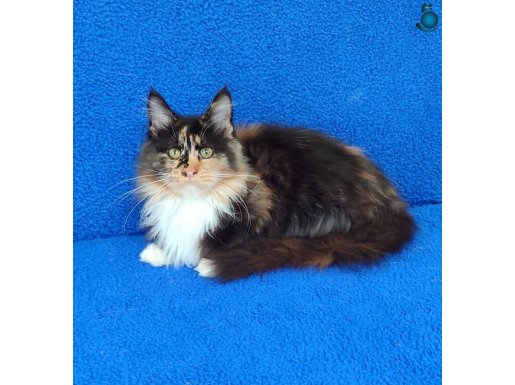 MÜKEMMEL GÜZELLİKTE MAİNCOON YAVRUMIZ YENİ YUVASINI ARIYOR