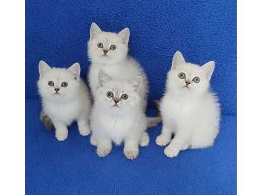 SİLVER BRİTİSH MÜKEMMEL YAVRULAR TESLİME HAZIRDIR