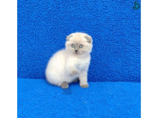 SCOTTİSH FOLD BULUPOİNT YENİ YUVADINI ARIYOR