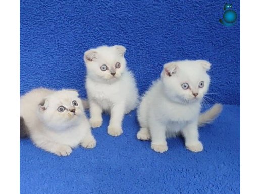 YENİ YUVASINA GİTMEYE HAZIR SCOTTİSH FOLD YAVRULAR