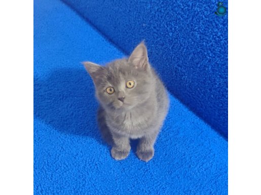 TESLİME HAZIR SON ERKEK PONÇİK 