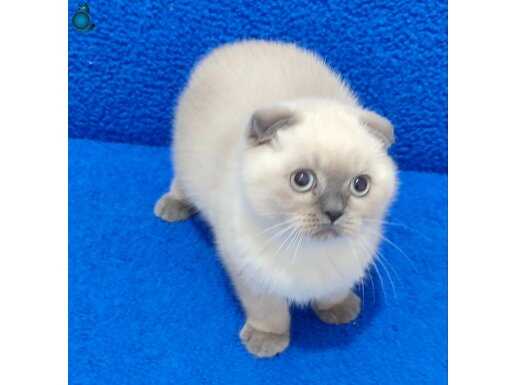 TESLİME HAZIR MÜKEMMEL BİR GÜZELLİK SCOTTİSH FOLD