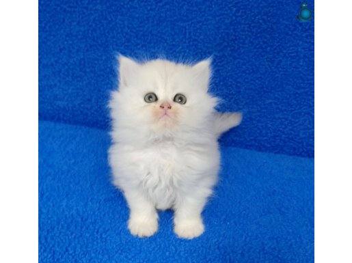 SİLWER BRİTİSH LONGHAİR YAVRUMUZ TESLİME HAZIRDIR