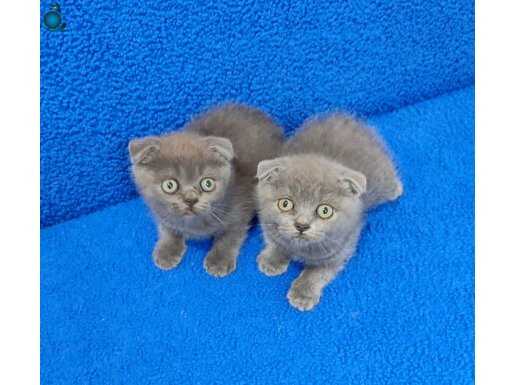 SCOTTİSH FOLD DİŞİ YAVRULARIMIZ TESLİME HAZIRDIR