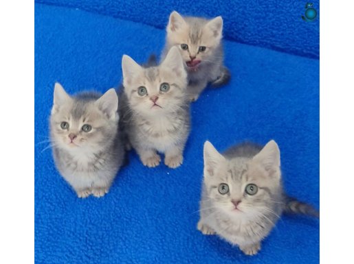 VİSKAS BRİTİŞH PONÇİKLERİMİZ YENİ YUVASINI ARIYOR