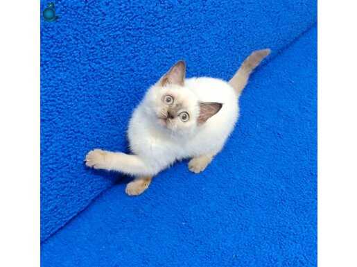 TESLİME HAZOR MÜKEMMEL BULUPOİNT DİŞİ 