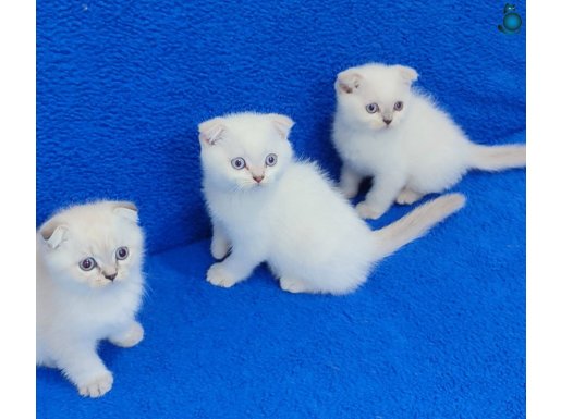 BULUPOİNT TESLİME HAZIR PITIRCIKLAR