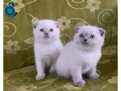 TOP KAFA SCOTTİSH FOLD YAVRULAR TESLİME HAZIRDIR