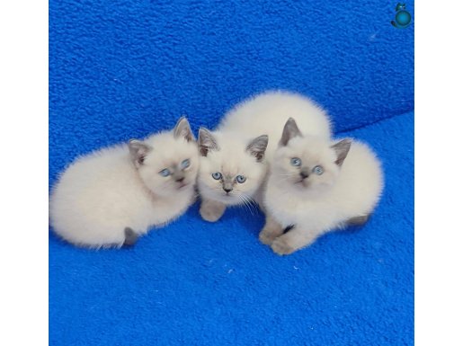 BULUPOİNT BRİTİSH PTIRCIKLAR TESLİME HAZIRDIR 